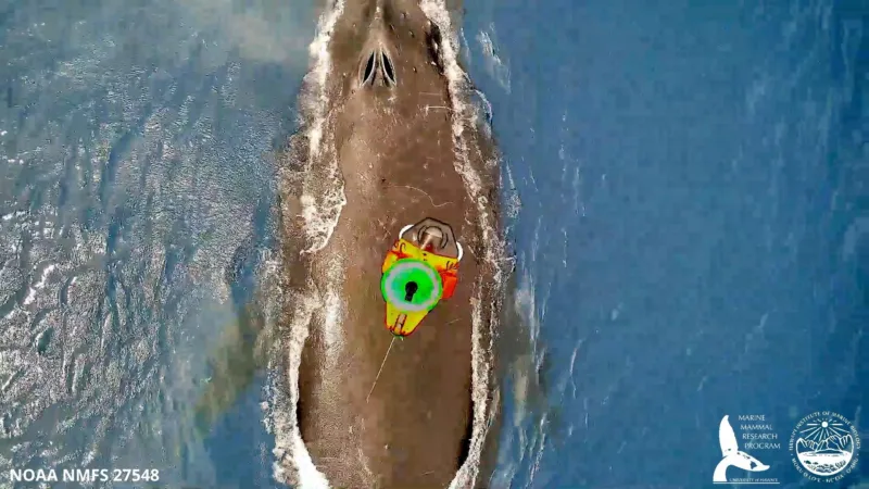 Drones help researchers tag humpback whales off Maui